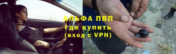 сатива Новодвинск